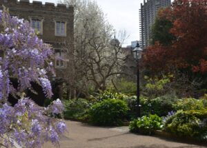 A view of a courtyard garden with lilac coloured Wisteria and a building with crenelations on the left side and the Chapel dome and a brutalist tower block of the Barbican visible in the distance.