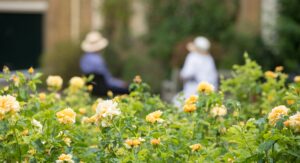 Yellow roses with two people wearing summer hats in the background